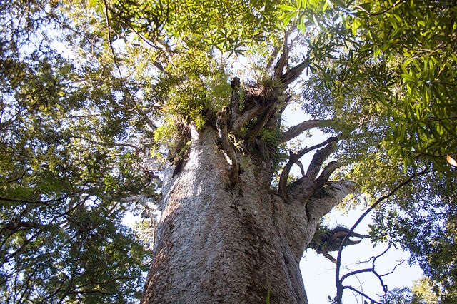 Trip to Waipoua Forest