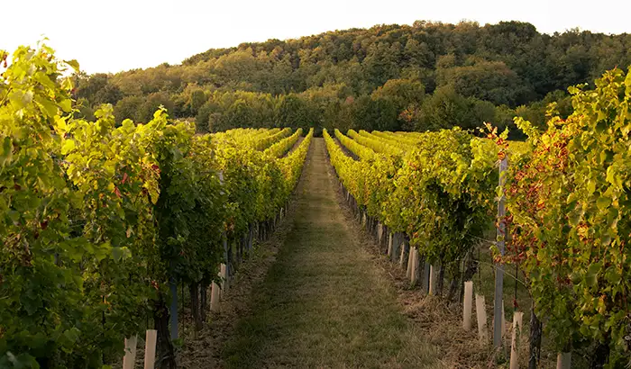 vineyard tours